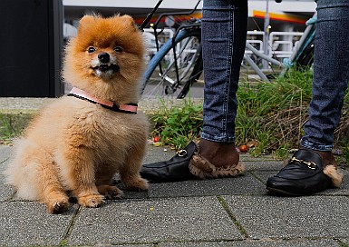 Straatfotografie Rotterdam - Rover
